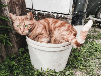 pet