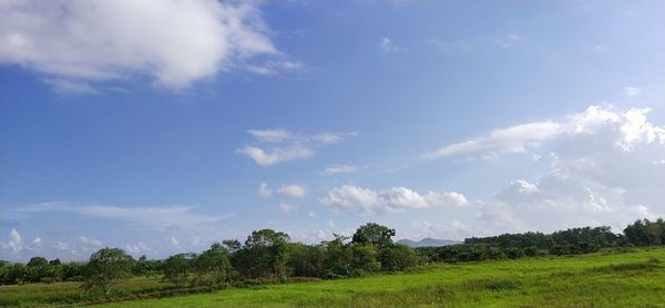 Trees on field against sky