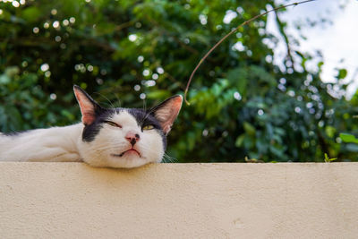 Lazy cat lying on the fence