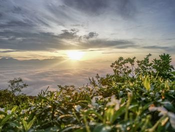 Scenic view of flowering plants against sky during sunset