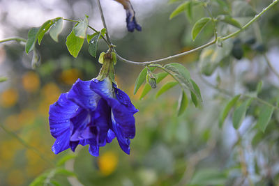 Close-up of purple flowering plant