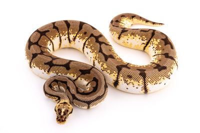 High angle view of snake against white background