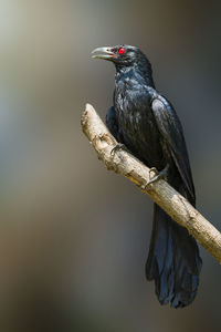 Close-up of bird perching on a branch