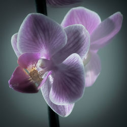 Close-up of purple orchid flower