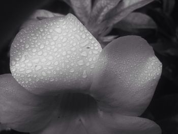 close-up