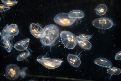 Close-up of jellyfish swimming in sea