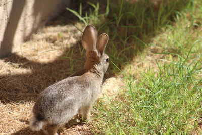 Rabbit on the go