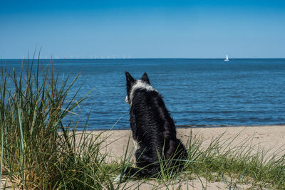 View of dog on beach against sky