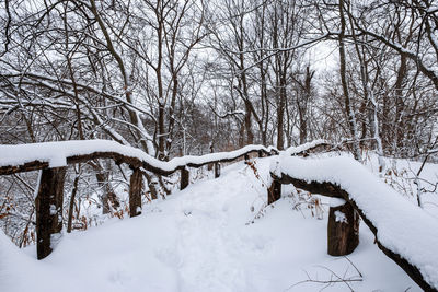 Bare trees on snow covered field