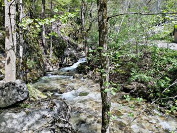Scenic view of waterfall in forest