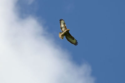 Low angle view of eagle flying in sky