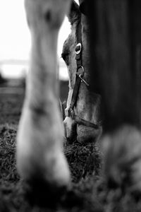 Close-up of horse