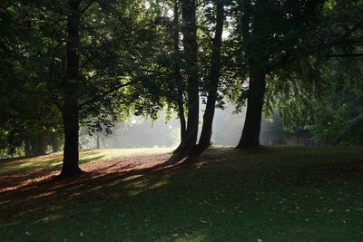 Trees on golf course