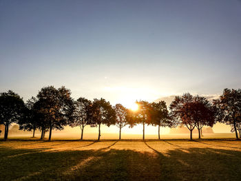 Trees on field against clear sky during sunset