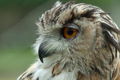 Head shot of a european eagle owl 
