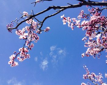 Low angle view of apple blossoms in spring