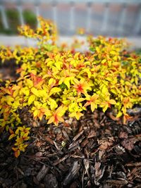 Close-up of yellow flowers