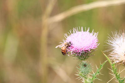 Close-up of bee pollinating on thistle