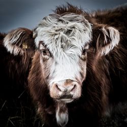 A close up portrait of a rare breed highland cow with long hair looking directly at the camera