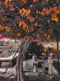 Trees growing in park during autumn