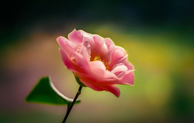 Close-up of pink rose