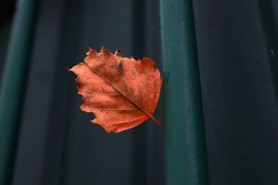 Close-up of maple leaf on plant