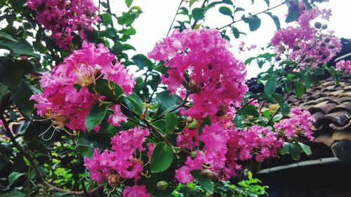 Close-up of pink flowers blooming outdoors