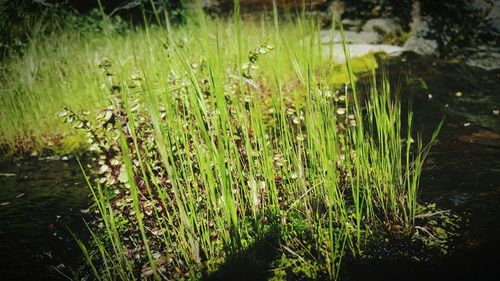 Plants growing on field