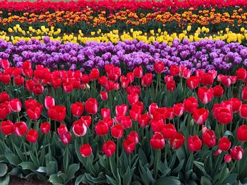 Close-up of red tulips in field