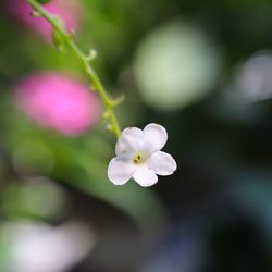 Close-up of purple cherry blossom