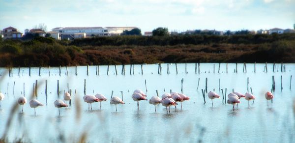 Flock of birds in the lake