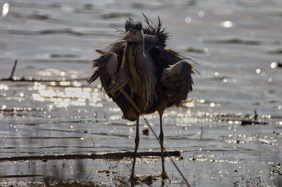 Heron shaking feathers at the lake