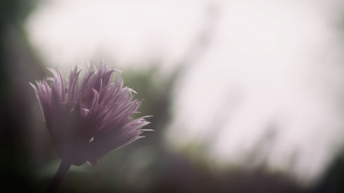 Close-up of flower against blurred background