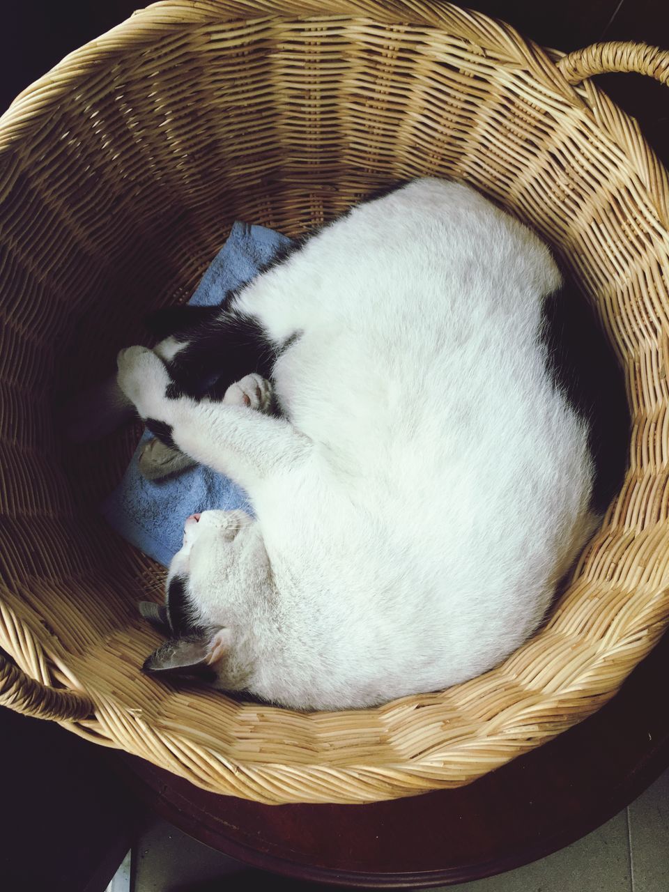 HIGH ANGLE VIEW OF CAT RESTING IN BASKET