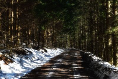 View of trees in forest