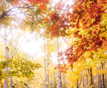 Low angle view of autumnal trees against sky