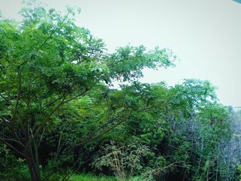 Low angle view of trees against sky