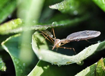 Close-up of insect on leaf