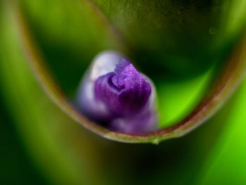 Close-up of purple flower bud