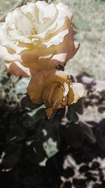 Close-up of wilted rose blooming outdoors