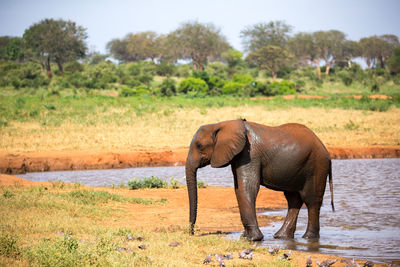 Side view of elephant in a field