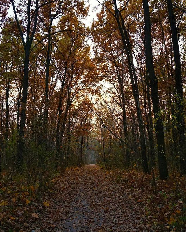 tree, the way forward, forest, tranquility, tranquil scene, nature, diminishing perspective, growth, woodland, dirt road, tree trunk, vanishing point, beauty in nature, scenics, autumn, footpath, non-urban scene, landscape, day, treelined