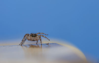 Close-up of spider on web