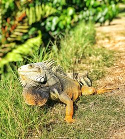 Close-up of an iguana on field