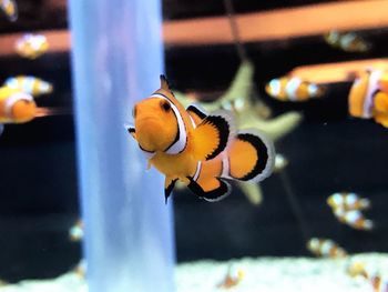 Close-up of fish swimming in aquarium