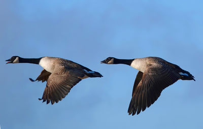 Low angle view of birds flying in sky