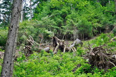 Trees growing in forest