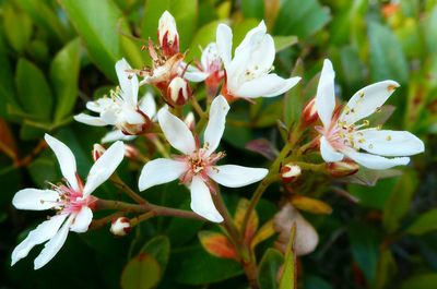 Close-up of insect on flowers