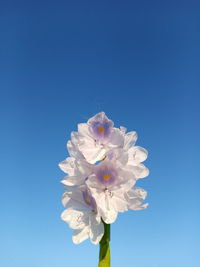 Low angle view of white flower against blue sky