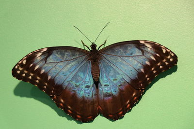 Close-up of butterfly